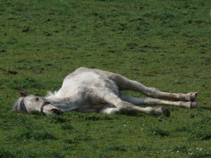 Image by Andrew Gray, via Wikimedia Commons.