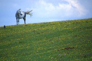 Image by Ian Britton, via FreeFoto.com
